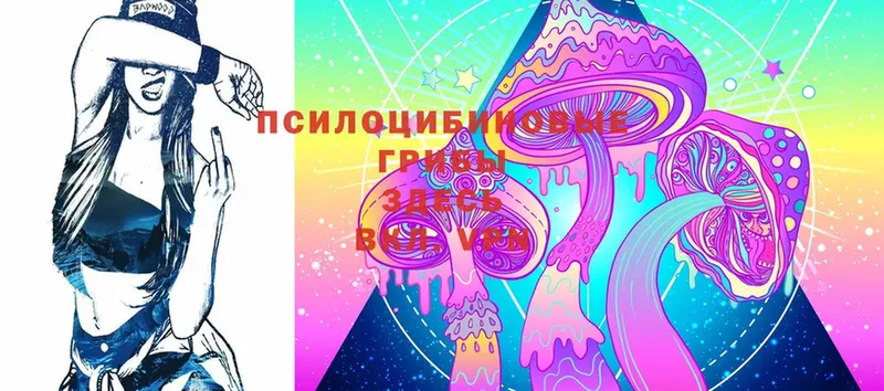 Псилоцибиновые грибы Cubensis  Бологое 